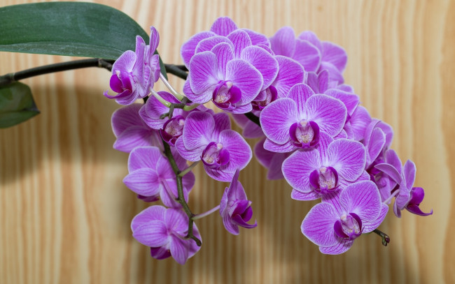 Обои картинки фото цветы, орхидеи, ветка, экзотика