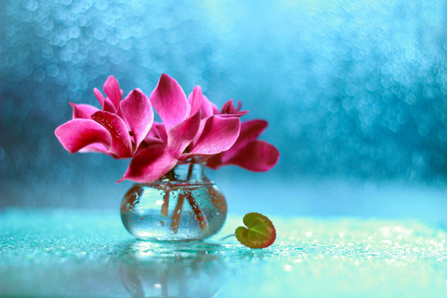 Обои картинки фото цветы, цикламены, розовый, цикламен, букет