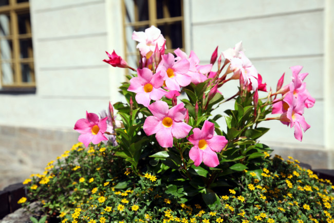 Обои картинки фото цветы, разные вместе, клумба