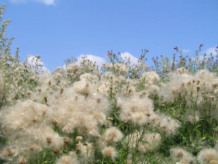 Картинка цветы луговые полевые