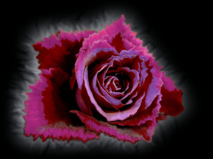 Картинка цветы розы