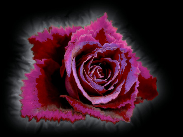 Обои картинки фото цветы, розы