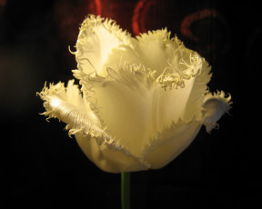 Картинка цветы тюльпаны