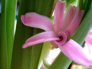 Картинка цветы гиацинты