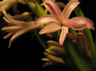 Картинка цветы гиацинты