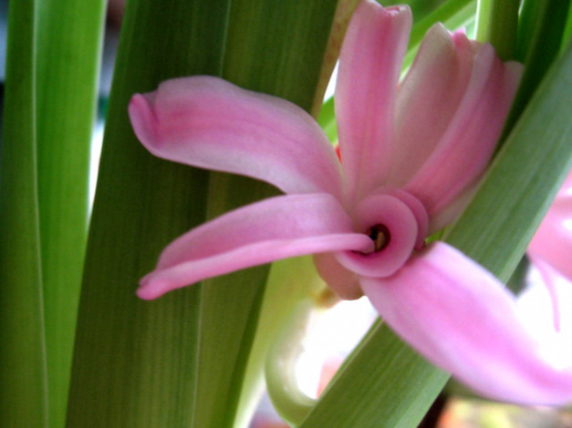 Обои картинки фото цветы, гиацинты