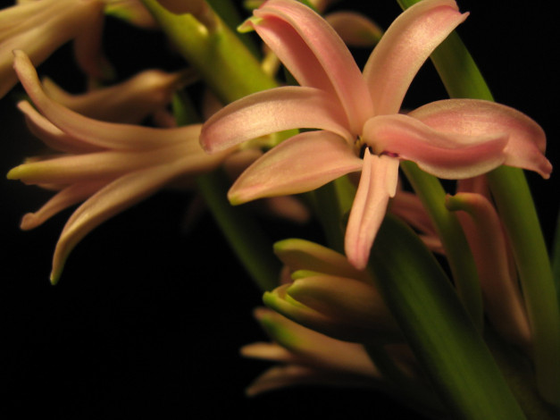 Обои картинки фото цветы, гиацинты