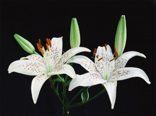 Картинка цветы лилии лилейники