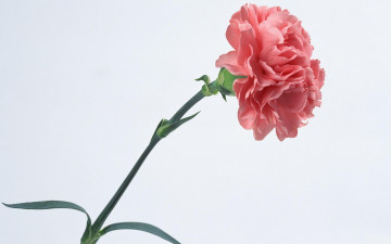 Картинка цветы гвоздики