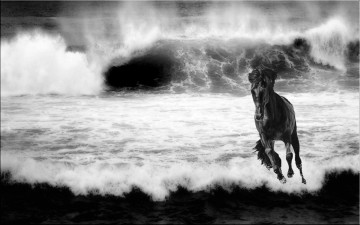 Картинка животные лошади