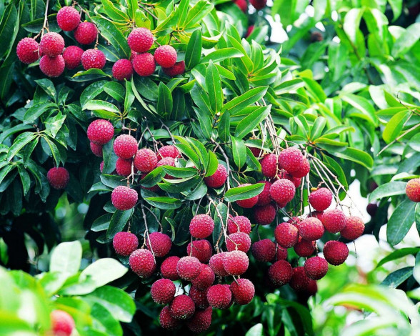 Обои картинки фото 