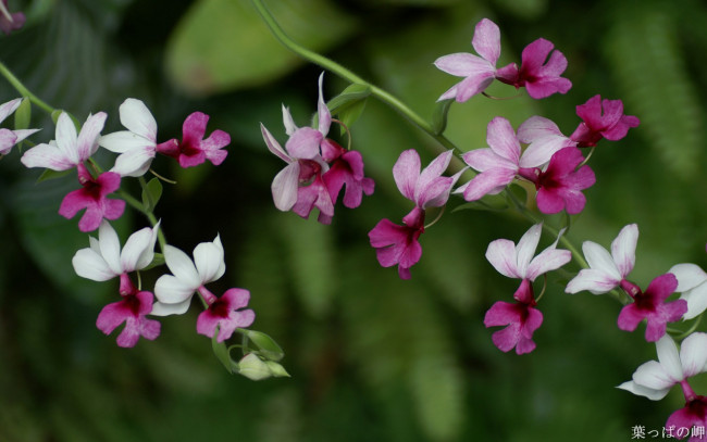 Обои картинки фото цветы, орхидеи