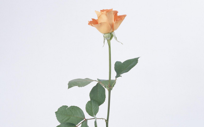 Обои картинки фото цветы, розы