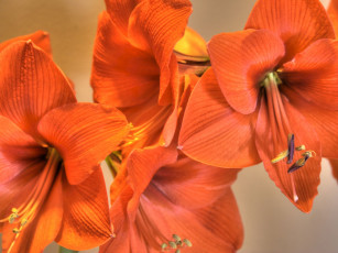 Картинка цветы амариллисы гиппеаструмы