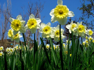 Картинка цветы нарциссы