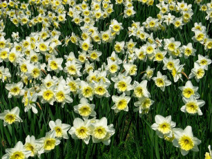 Картинка цветы нарциссы