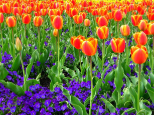 Картинка цветы разные вместе