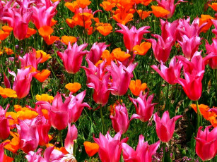 Картинка цветы тюльпаны