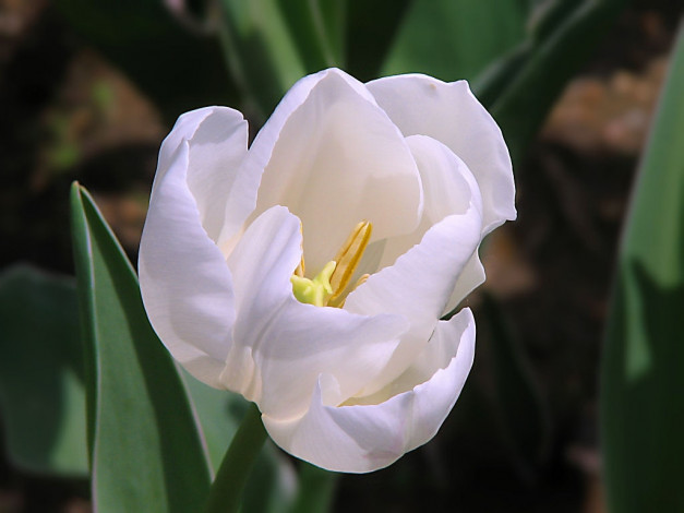 Обои картинки фото цветы, тюльпаны