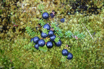 Картинка шикша природа Ягоды