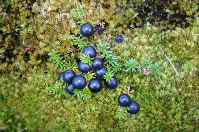 Обои картинки фото шикша, природа, Ягоды