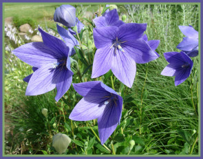 Картинка цветы колокольчики лето