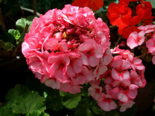 Картинка цветы герань лето