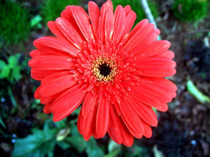 Картинка цветы герберы лето