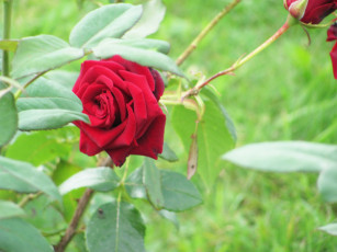 обоя цветы, розы, красный