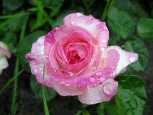 Картинка цветы розы лепестки капли