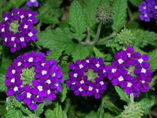 Картинка вербена цветы лантана сиреневый соцветия