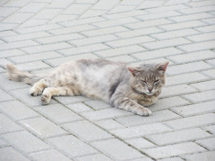 Картинка животные коты отдых