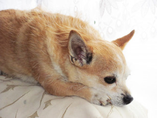 Картинка животные собаки грусть