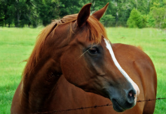 обоя животные, лошади, лошадь