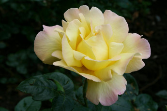 Картинка цветы розы лепестки