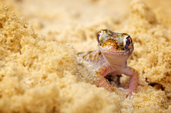 Картинка животные Ящерицы игуаны вараны песок