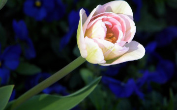 Картинка цветы тюльпаны лепестки