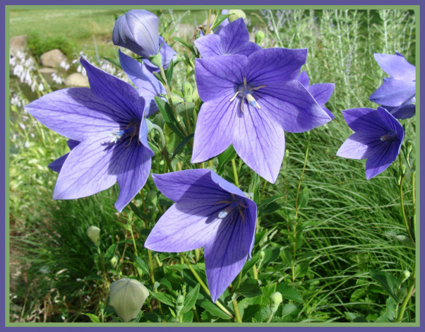 Обои картинки фото цветы, колокольчики, лето