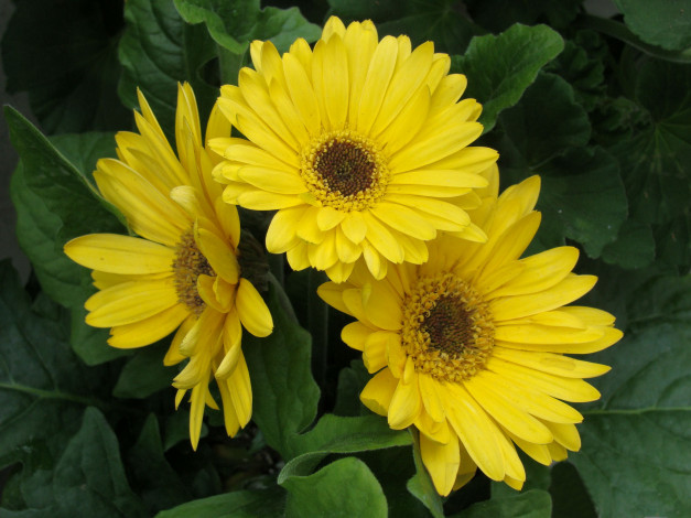 Обои картинки фото цветы, герберы, лето