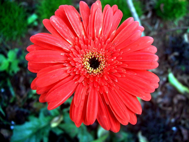 Обои картинки фото цветы, герберы, лето