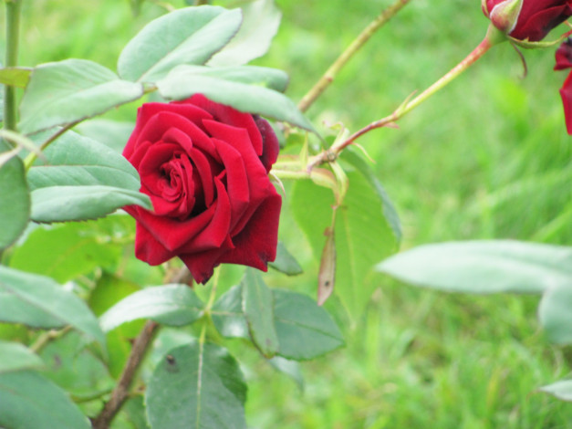 Обои картинки фото цветы, розы, красный