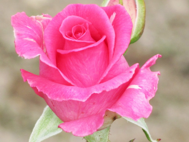 Обои картинки фото цветы, розы, розовый