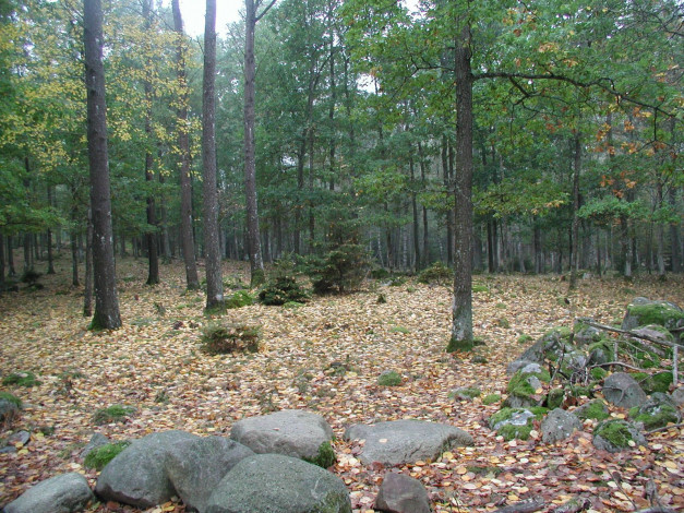 Обои картинки фото природа, лес