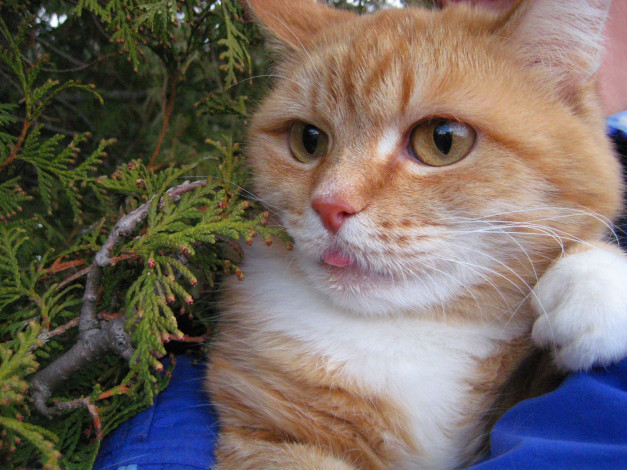 Обои картинки фото животные, коты, рыжий, кот