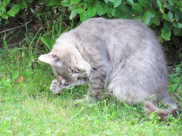 Обои картинки фото животные, коты, умывание