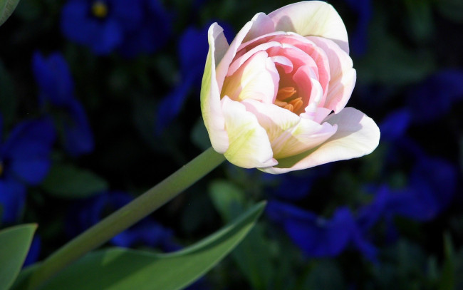 Обои картинки фото цветы, тюльпаны, лепестки