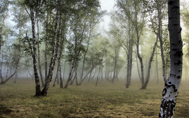 Обои картинки фото природа, деревья, береза