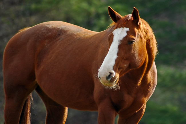 Обои картинки фото животные, лошади, лошадь