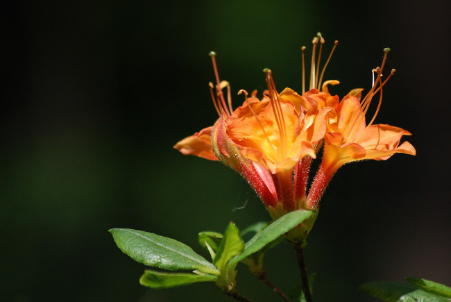 Обои картинки фото цветы, рододендроны, азалии, лето