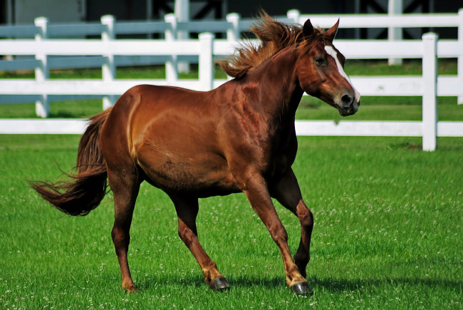 Обои картинки фото животные, лошади, лошадь